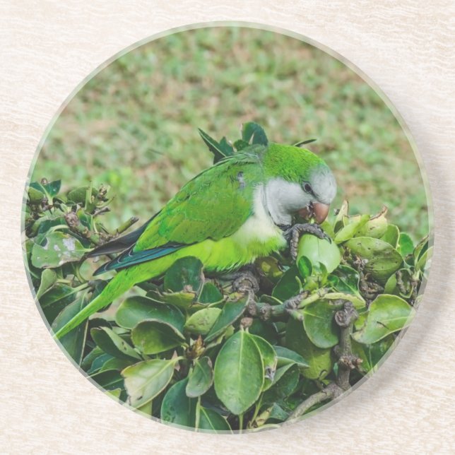 Grüner Papagei Getränkeuntersetzer (Vorne)