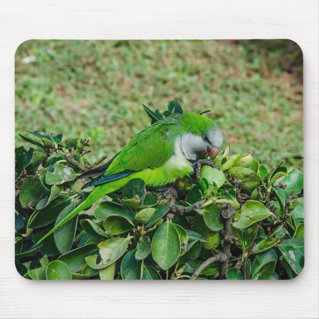 Grüner Papagei Mousepad (Vorne)