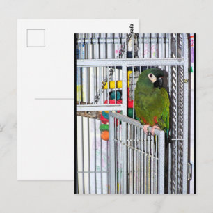 Grüner Papagei-Porträt Postkarte