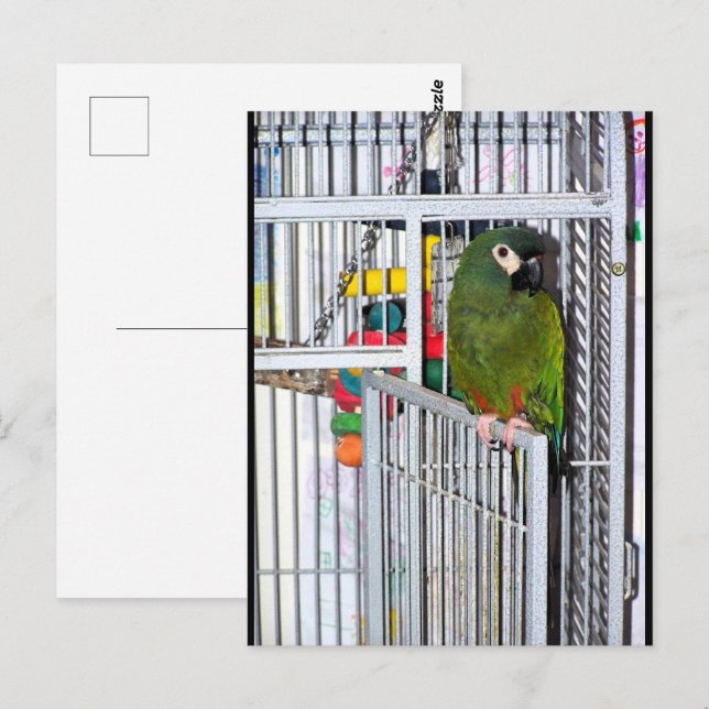 Grüner Papagei-Porträt Postkarte (Vorne/Hinten)