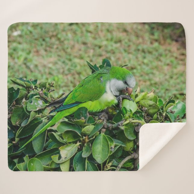 Grüner Papagei Sherpadecke (Vorderseite (Horizontal))