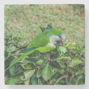 Grüner Papagei Steinuntersetzer