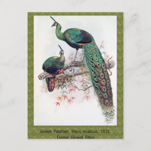 Grüner Pfau, Pavo muticus, 1872 Monografie von Pha Postkarte