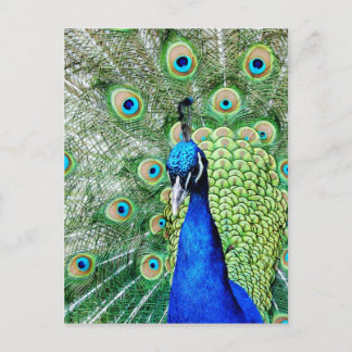 Grüner Pfau Postkarte