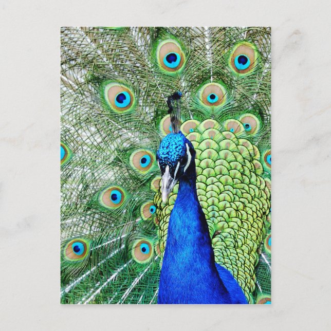 Grüner Pfau Postkarte (Vorderseite)