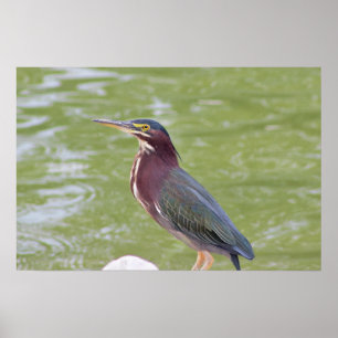 Grüner Reiher Vogel Foto Poster