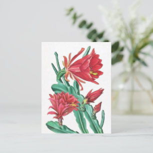 Grüner roter blühender Kaktus Postkarte