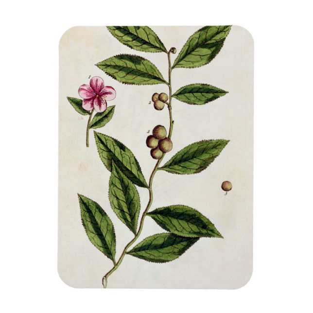 Grüner Tee, Teller 351 von "A Curious Herbal", öff Magnet (Vertikal)