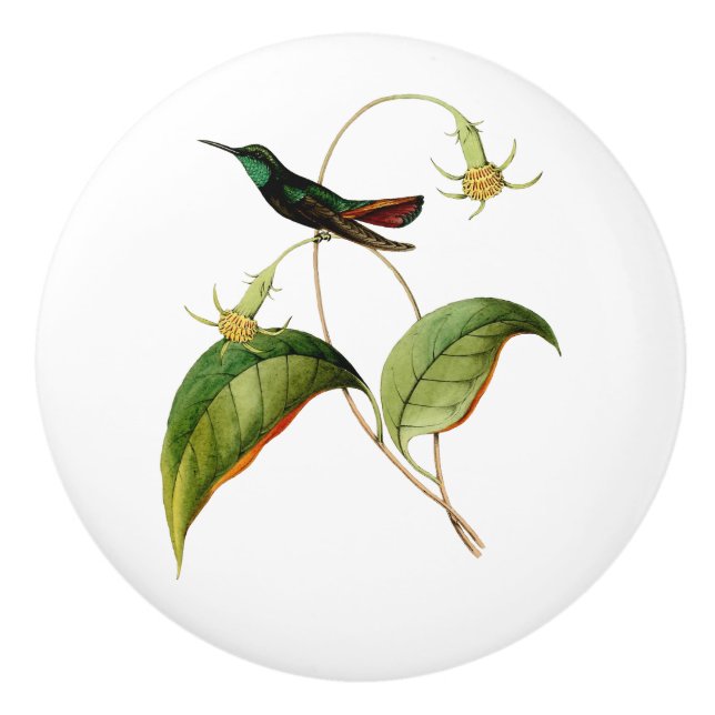 Grüner Throated Mango Hummingbird Keramikknauf (Vorderseite)