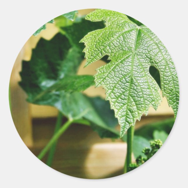 Grüner Traubenleaf Runder Aufkleber (Vorderseite)