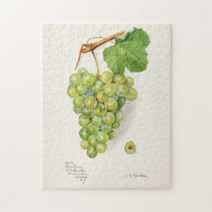 Grüner Traubenstrauß Frucht Aquarellmalerei