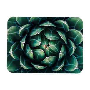 Grüner u. weißer Succulent Magnet