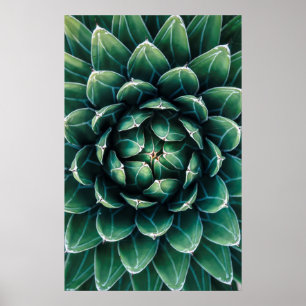 Grüner u. weißer Succulent Poster