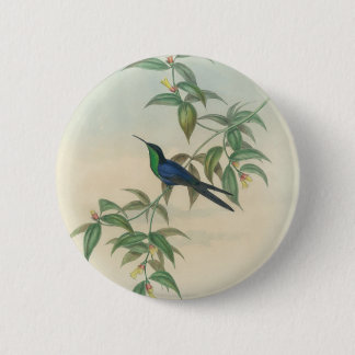 Grüner und blauer Gould Kolibri Button