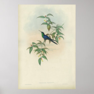 Grüner und blauer Gould Kolibri Poster