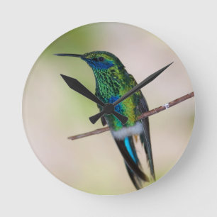 Grüner Violett-Ohr Kolibri Runde Wanduhr