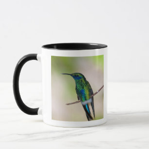 Grüner Violett-Ohr Kolibri Tasse