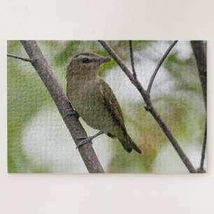 Grüner Vogel, Rot-Mit Augen Vireo, kanadische Foto