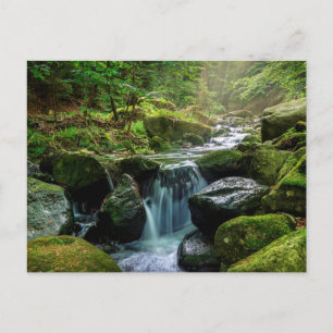 Grüner Wald und Fluss Postkarte