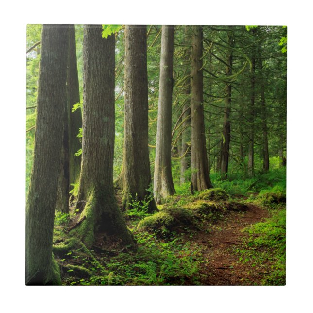 Grüner Waldweg Scenic Fliese (Vorderseite)