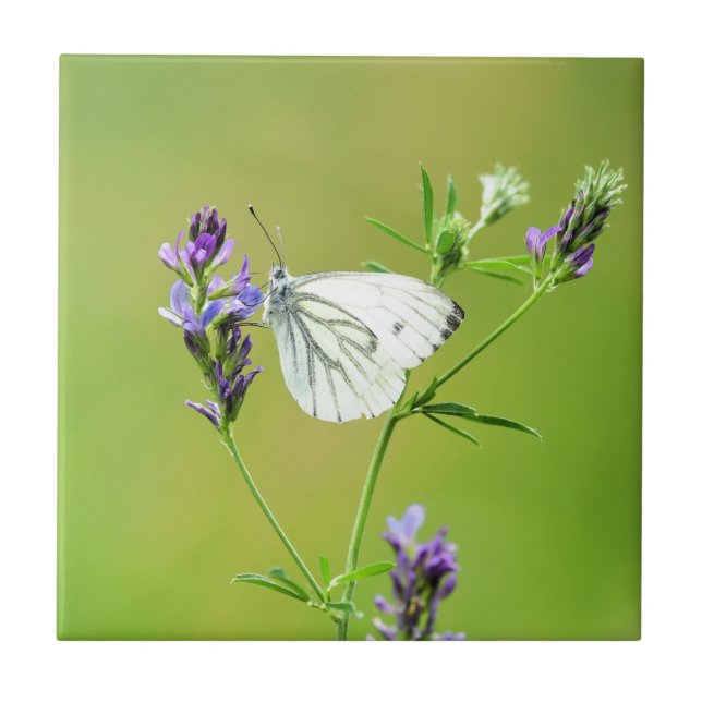 Grüner Weißschmetterling Fliese (Vorderseite)