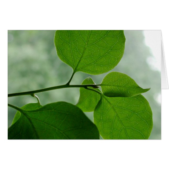 Grüner Zen-freier Raum nach innen (Vorderseite (Horizontal))