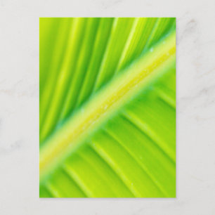 grünes Bananenblatt Postkarte
