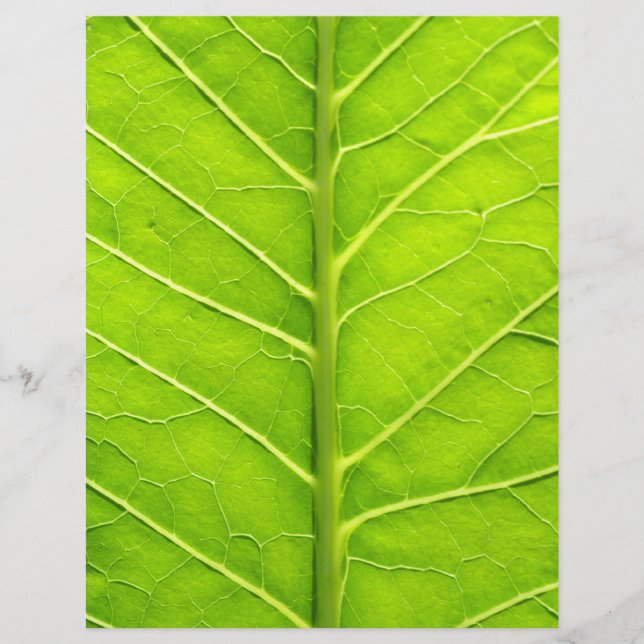 Grünes Blatt (Vorne)