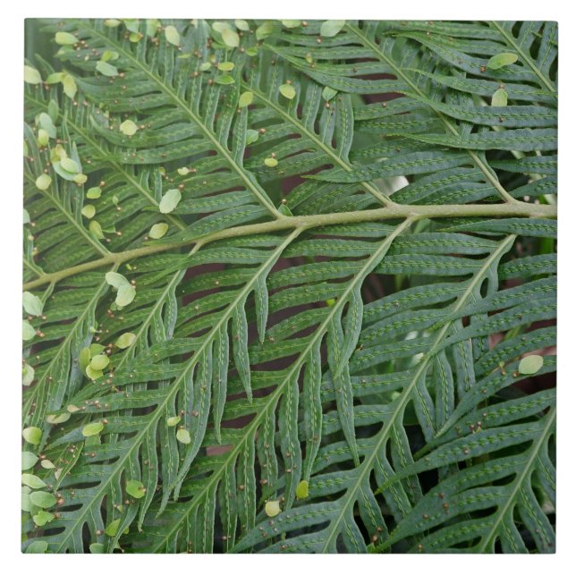 Grünes Blatt Fliese (Vorderseite)