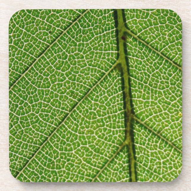 Grünes Blatt im Detail Getränkeuntersetzer (Vorderseite)