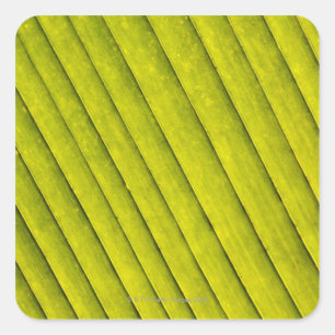 Grünes Blatt in einem botanischen Garten 3 Quadratischer Aufkleber