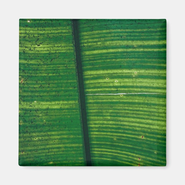 Grünes Blatt mit Details aus Costa Rica Magnet (Vorne)