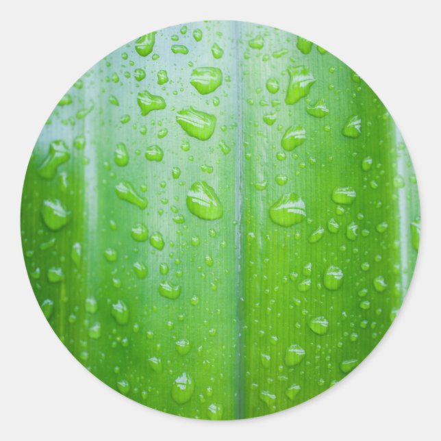 Grünes Blatt mit Wassertropfen Runder Aufkleber (Vorderseite)