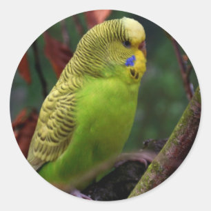 Grünes Budgie Runder Aufkleber