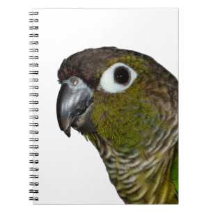 Grünes Cheeked Conure Notizblock