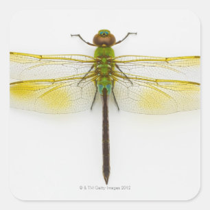 Grünes darner (Anax junius) auf weißem Quadratischer Aufkleber