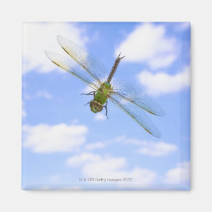 Grünes darner (Anax junius) Fliegen gegen Wolken Magnet