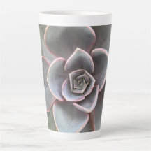 Grünes Echeveria Nah