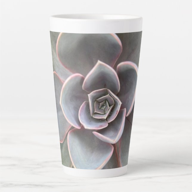 Grünes Echeveria Nah Milchtasse (Vorderseite)