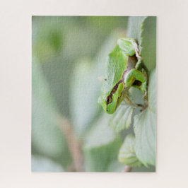 Grünes europäisches nahes hohes des Baumfrosches