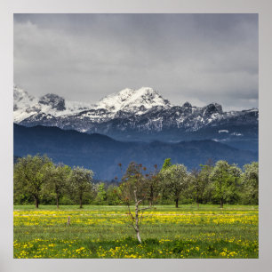 Grünes Feld mit schneebedeckten Alpen Poster