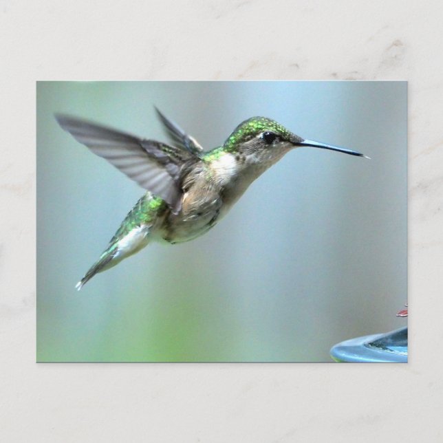 Grünes Foto Hummingbird Postkarte (Vorderseite)