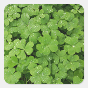 Grünes frisches Kleeblatt, glücklich St. Patrick Quadratischer Aufkleber