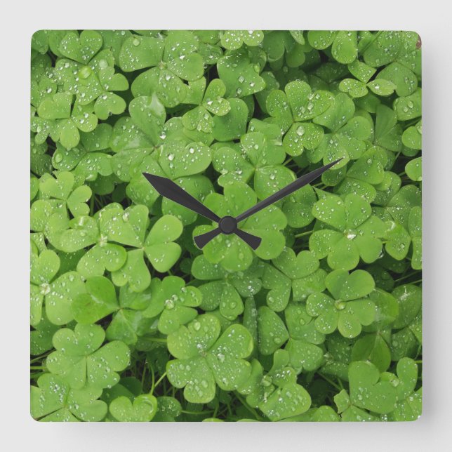 Grünes frisches Kleeblatt, glücklich St. Patricks Quadratische Wanduhr (Vorderseite)