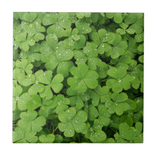 Grünes frisches Kleeblatt, glücklicher St. Patri Fliese