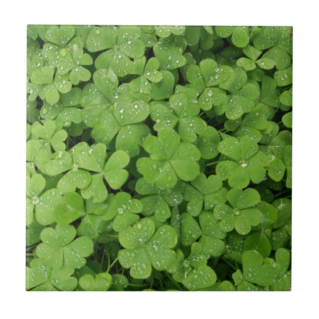 Grünes frisches Kleeblatt, glücklicher St. Patrick Fliese (Vorderseite)