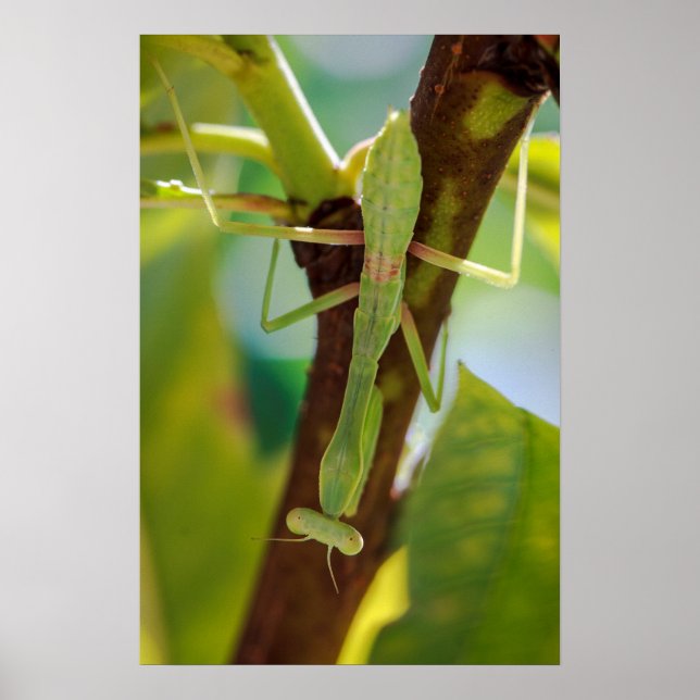 Grünes Gebet Mantis Makrofotografie Wand an Wand K Poster (Vorne)