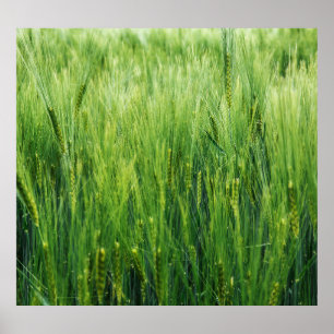 Grünes Gerstenfeld, Frühjahrsnähe. Poster