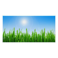 Grünes Gras Blaue Himmel Landschaft-10826
