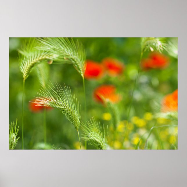 Grünes Gras mit roten Mohn als Hintergrund Poster (Vorne)